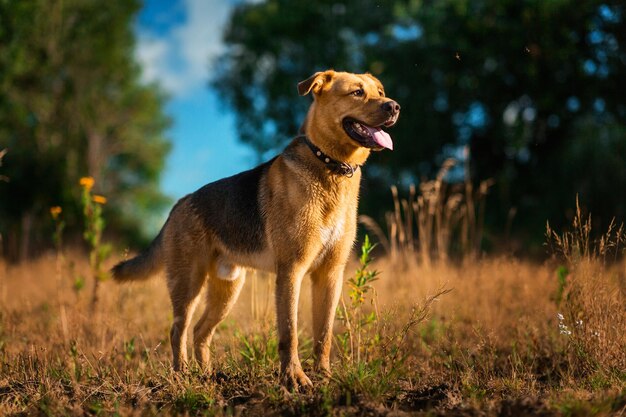 Foto cão olhando para o campo