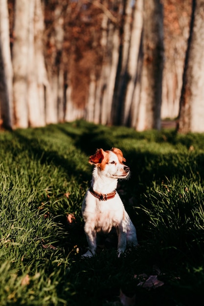 Cão olhando para o campo