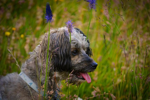 Foto cão olhando para o campo