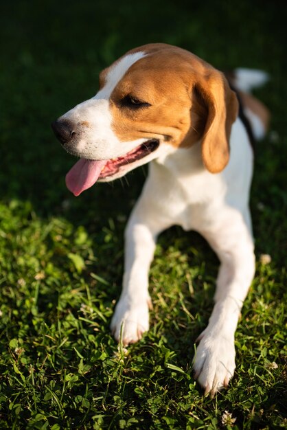 Foto cão olhando para o campo