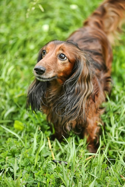 Foto cão olhando para o campo