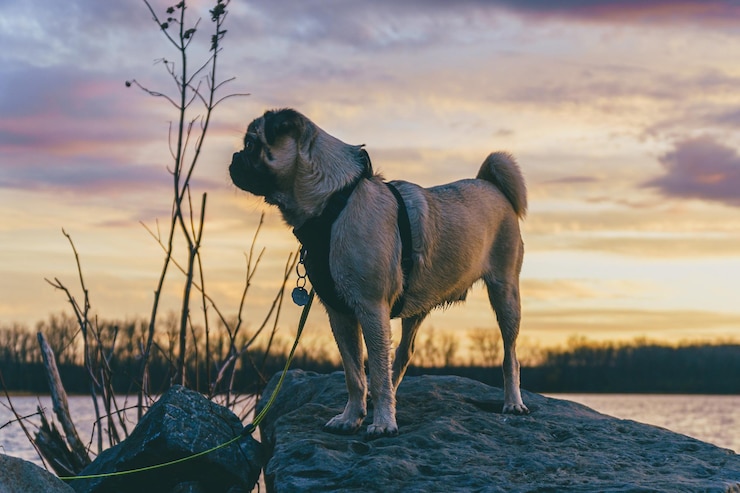 Foto cão olhando para o pôr-do-sol