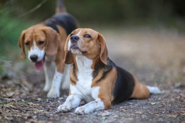 Foto cão olhando para outro lado enquanto está sentado em terra