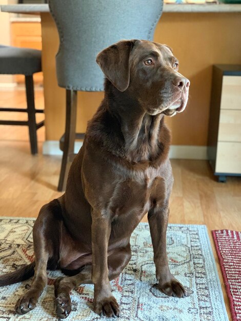 Foto cão olhando para outro lado enquanto está sentado no chão em casa