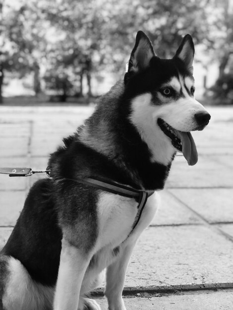 Foto cão olhando para outro lado