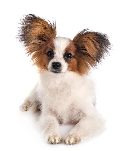 Cão Papillon em branco isolado