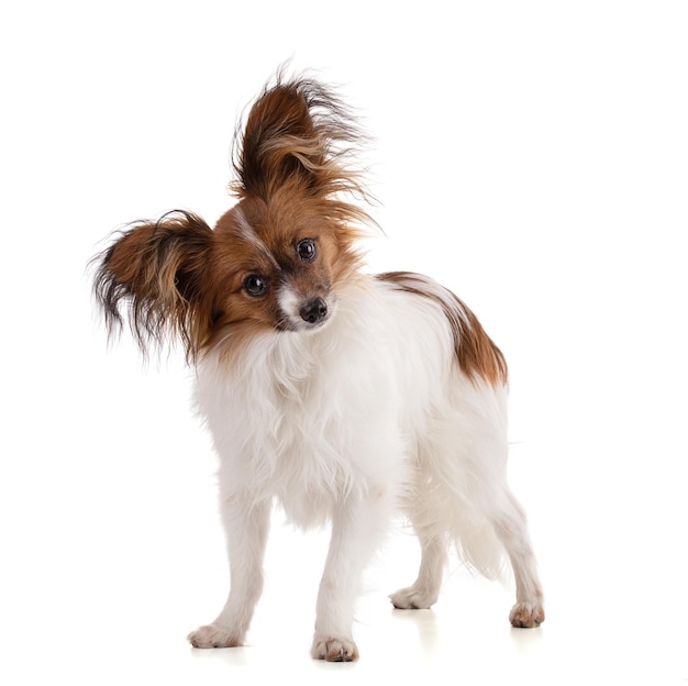 Cão Papillon em estúdio em fundo branco