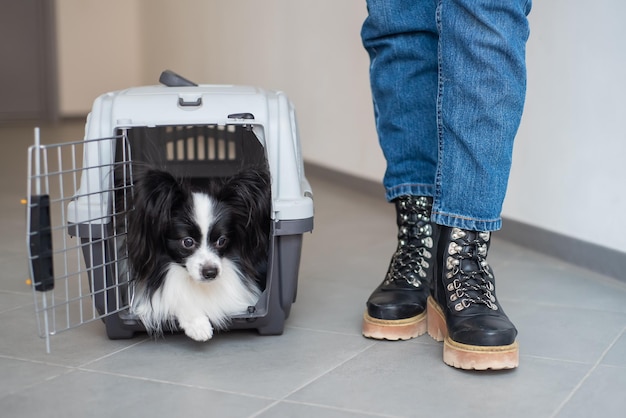 Cão papillon em uma gaiola para transporte seguro