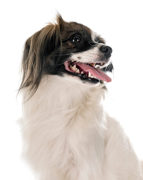 Cão papillon falange