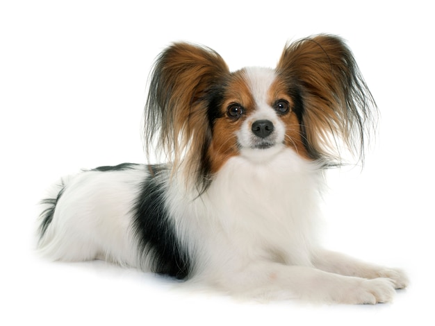 cão papillon