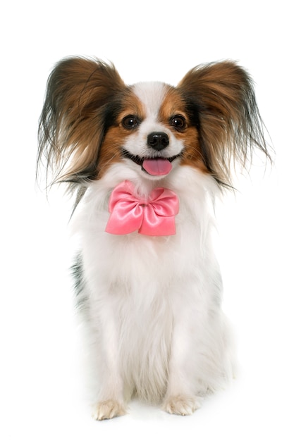 Cão papillon