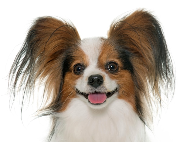 Cão papillon