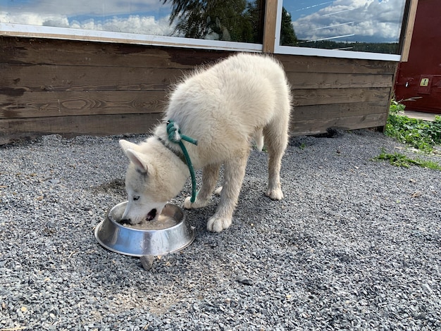 Foto cão para trenós puxados por cães husky na natureza crescendo e criando cães laika