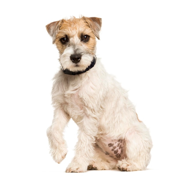 Cão parson russell terrier sentado contra um fundo branco