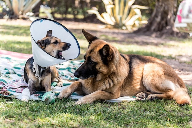 Cão pastor acompanhando outro cão ferido com coleira elisabetana no parque