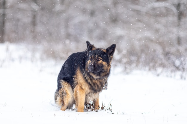 Cão pastor alemão a fazer cocó na neve