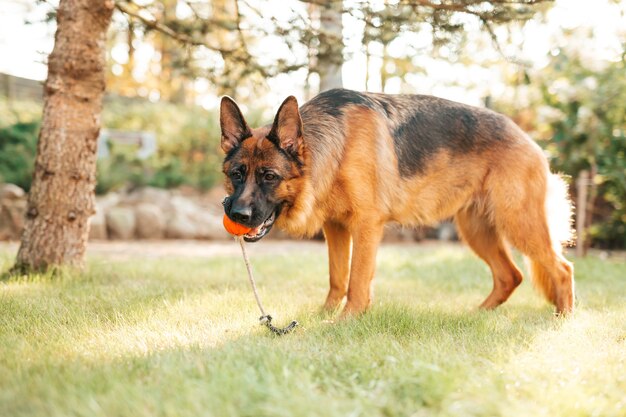 Foto cão pastor alemão brincando com uma bola laranja na boca. retrato de um cão de raça pura jogando no parque de verão.