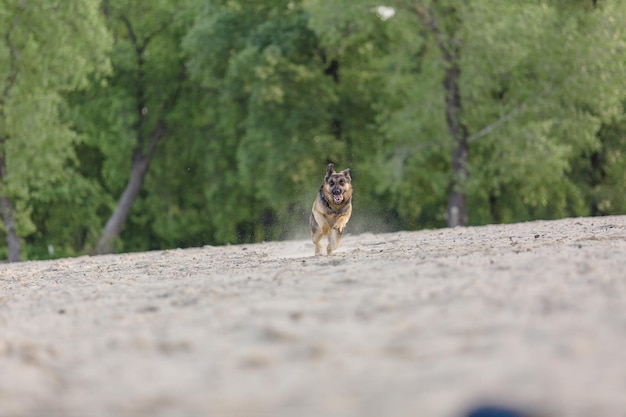 Cão pastor alemão brincando na praia