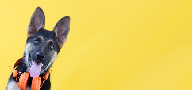 Cão pastor alemão cachorrinho em fones de ouvido, superfície amarela isolada
