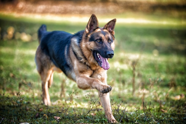 Cão pastor alemão correndo