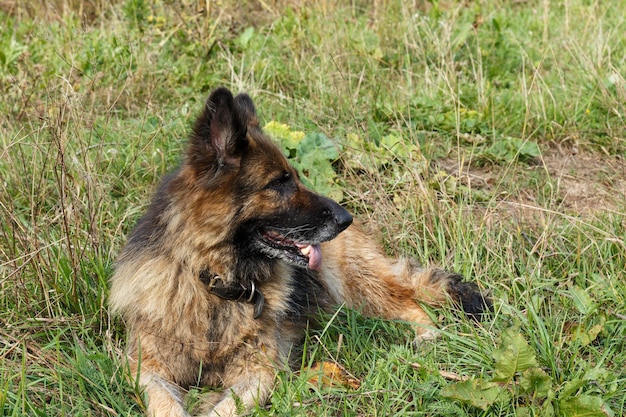 Cão pastor alemão deitado em um gramado verde Cão olhando para o lado