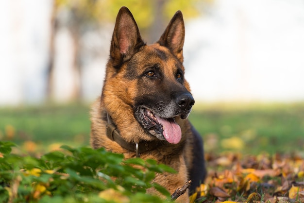 Cão Pastor Alemão deitado na grama