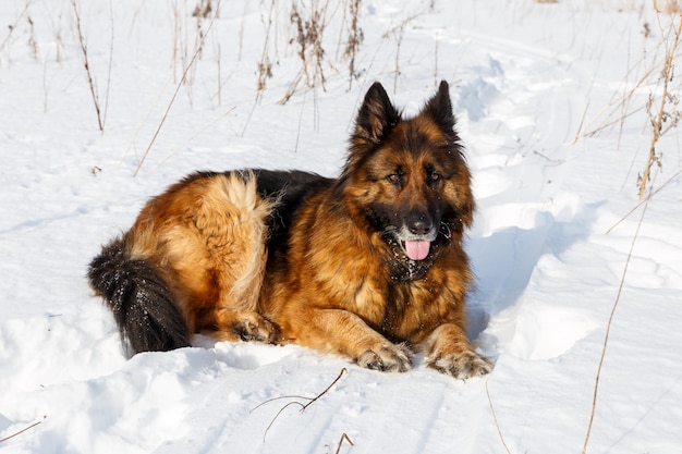 Cão pastor alemão deitado na neve cachorro descansando na neve