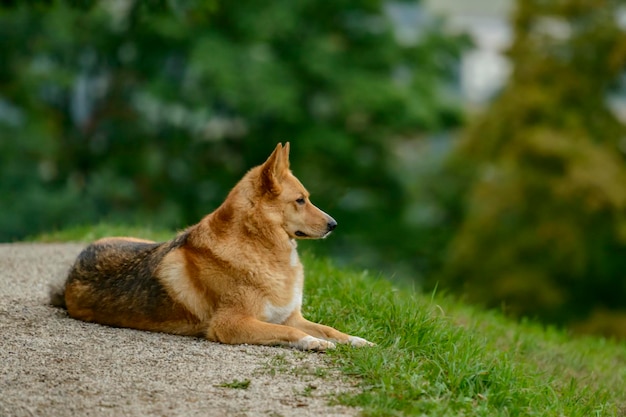 Cão pastor alemão descansando no campo com fundo desfocado de folhagem