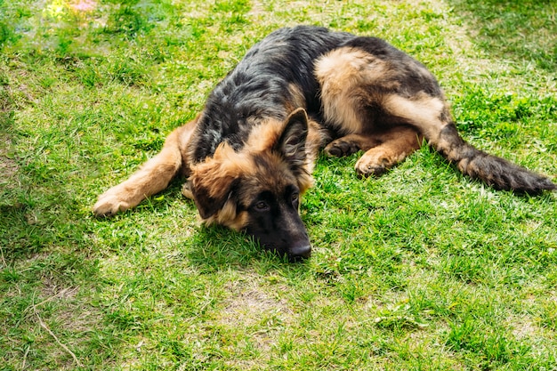 Cão pastor alemão encontra-se na grama