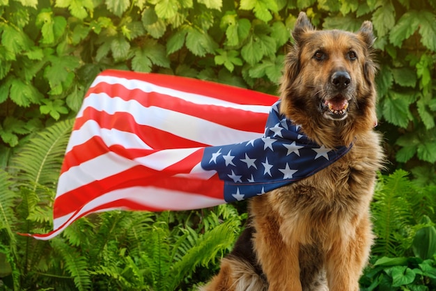Cão pastor alemão está sentado embrulhado em uma bandeira americana olhando para a câmera A bandeira está balançando ao vento