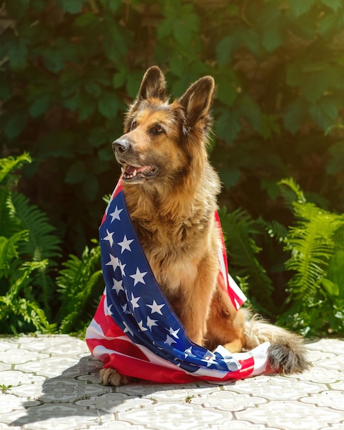 Cão pastor alemão está sentado perto de samambaia olhando para longe embrulhado em uma bandeira americana