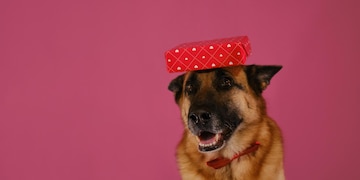 Pastor alemão em camisa xadrez vermelha e chapéu de palha retrato de cão  turista ou viajante