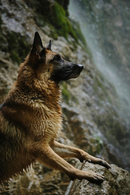 Cão pastor alemão fica com as patas dianteiras na pedra por cachoeira na primavera quente ou dia de verão