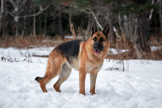 cão pastor alemão fica lindamente na neve branca pura no inverno contra o fundo da floresta