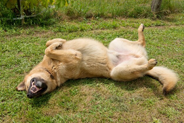 Cão pastor alemão na grama