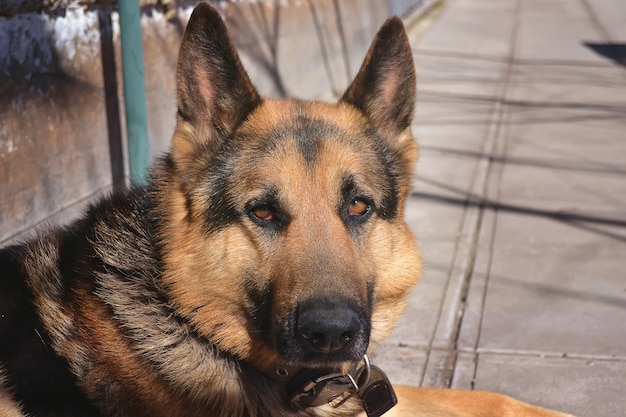 Cão pastor alemão na rua