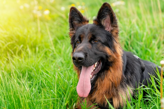 Cão pastor alemão no arnês para passear deitado na grama em dia ensolarado de verão