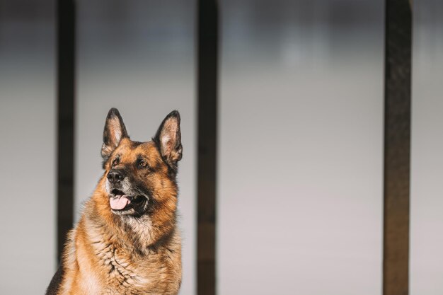 Pastor-alemão é também conhecido como lobo-da-alsácia