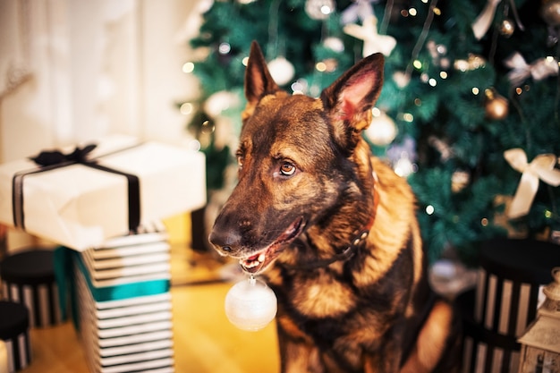 Cão pastor alemão posando perto da árvore de natal