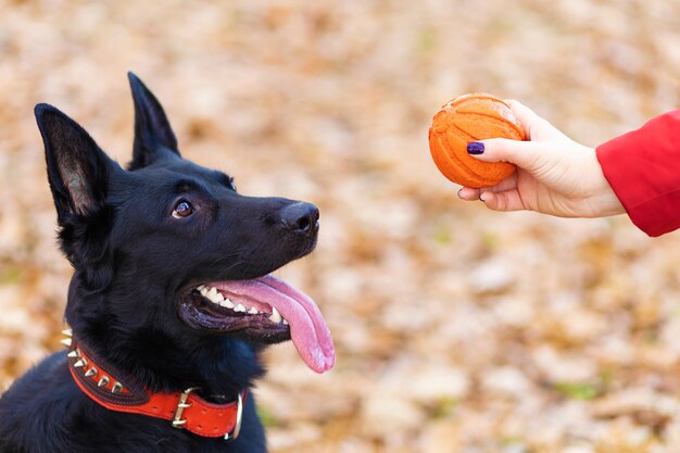 Cão pastor alemão preto brincando com seu dono