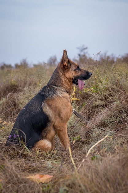 Cão-pastor alemão sentado na grama, campo de outono. Animal doméstico. Animal de estimação em casa e guardião da família. Natureza selvagem.