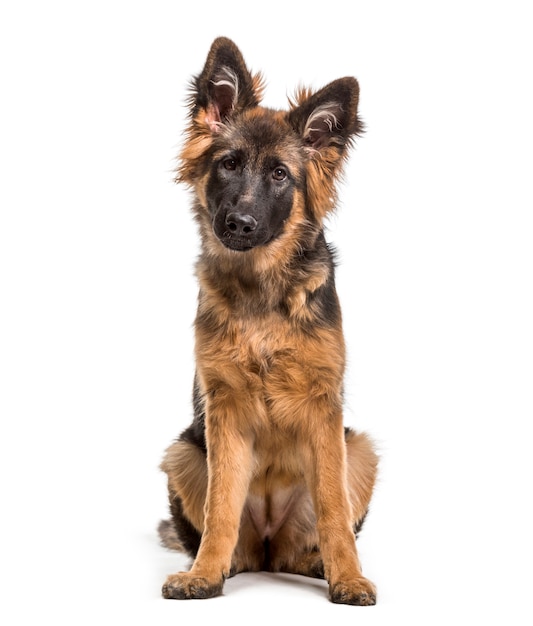 Cão pastor alemão sentado