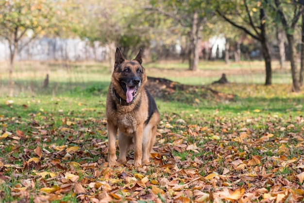 cão pastor alemão