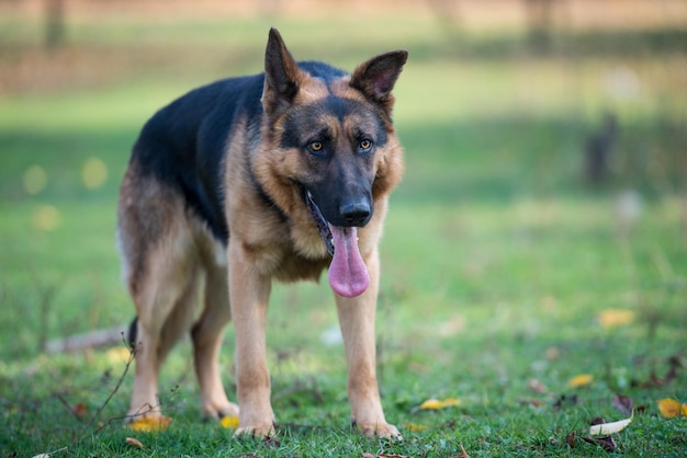 cão pastor alemão