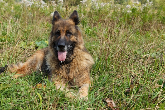 Cão pastor alemão