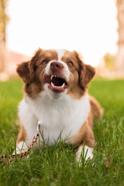 Cão pastor americano em miniatura na grama do parque