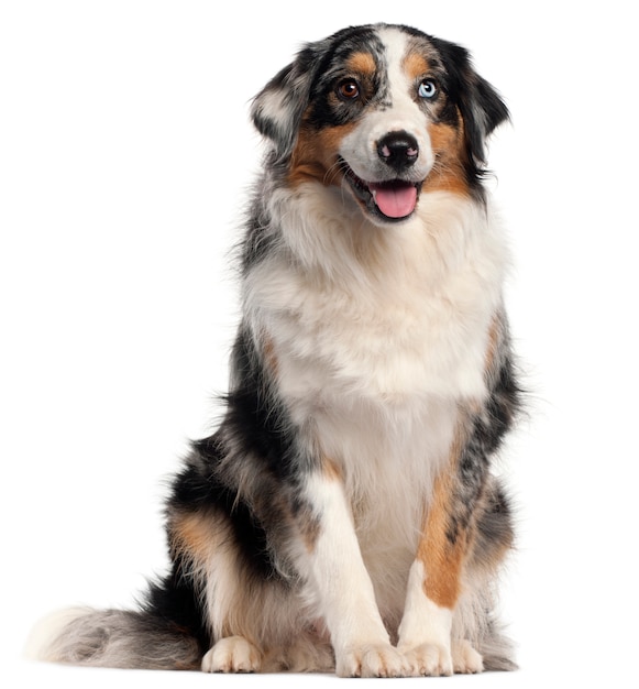 Cão pastor australiano, 1 ano de idade,