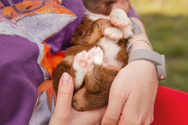 Cão pastor australiano Cachorrinho recém-nascido Cachorrinho nas mãos Cachorrinho fofo