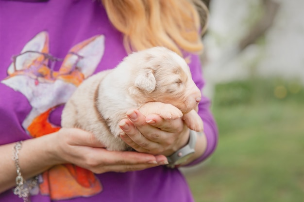 Cão pastor australiano Cachorrinho recém-nascido Cachorrinho nas mãos Cachorrinho fofo