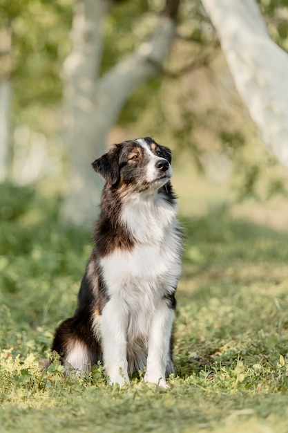 Cão pastor australiano correndo ao ar livre